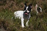 BOULEDOGUE FRANCAIS 837